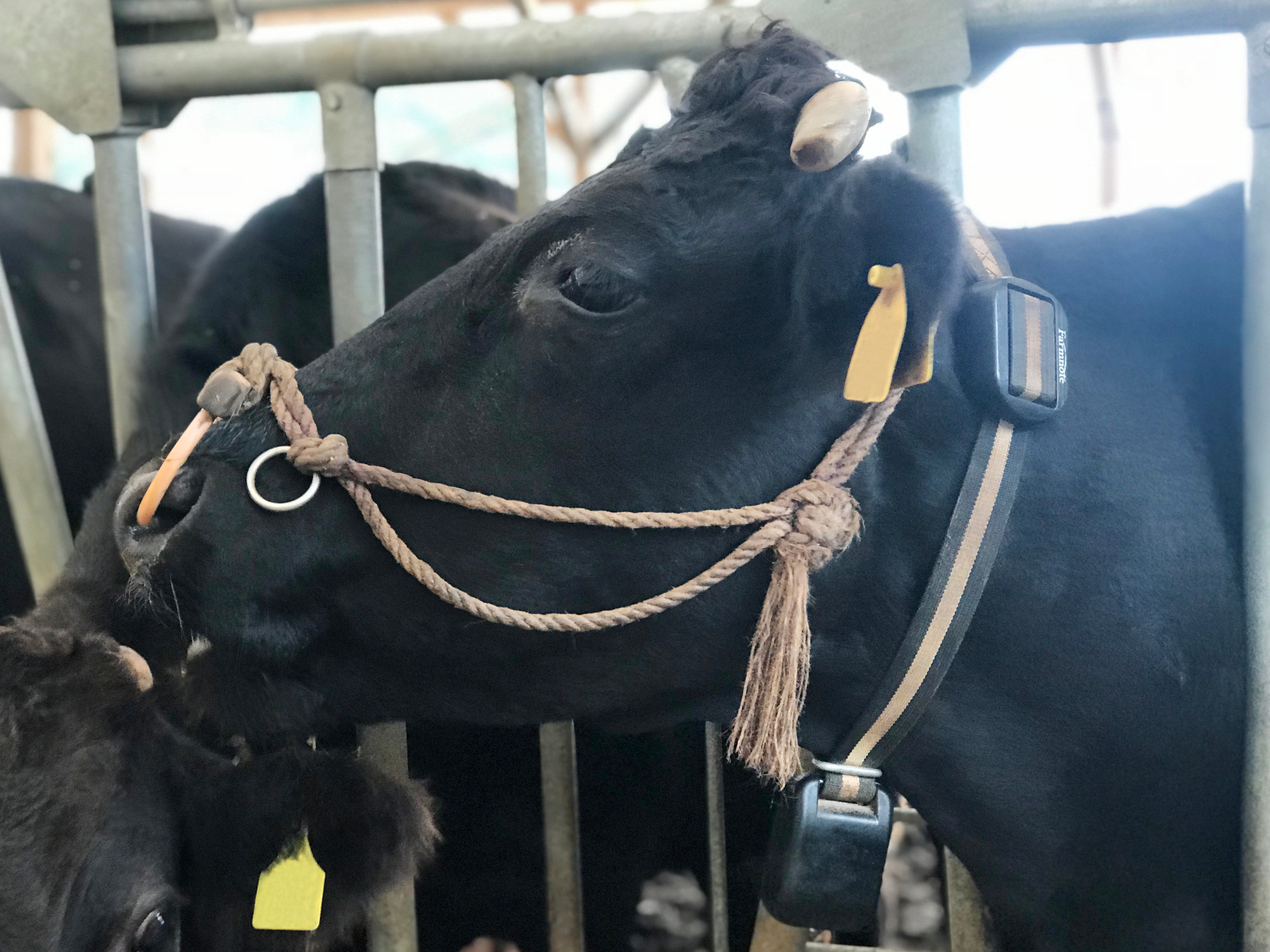 牛向けウェアラブルデバイス「Farmnote Color」が乳用牛・繁殖牛向け分娩検知機能を追加