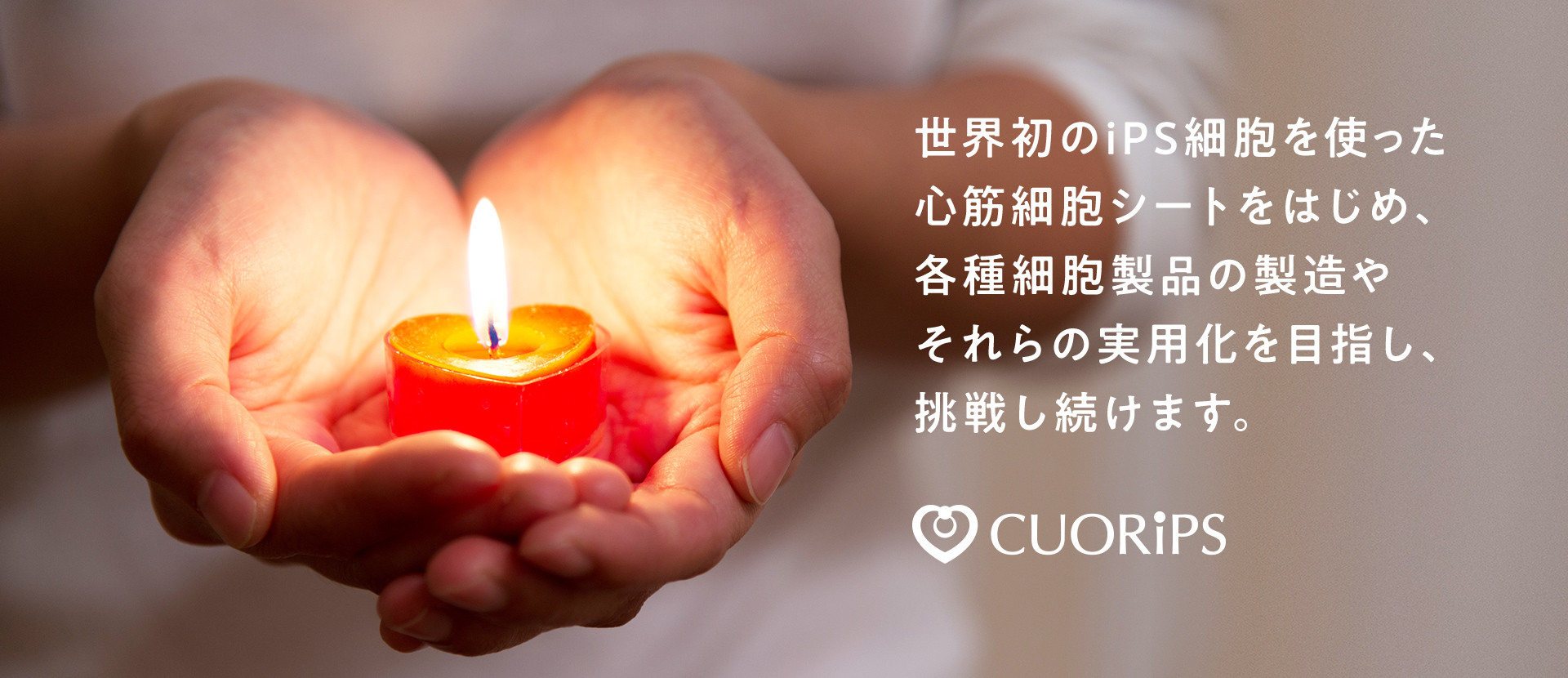 同種由来iPS細胞由来心筋細胞シート実用化を目指す大阪大学発の「クオリプス」が約20億円調達