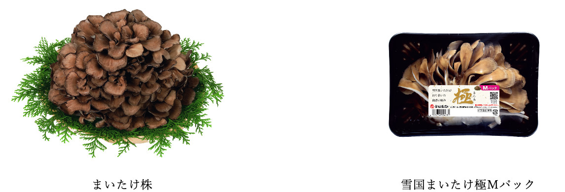 ロビットが「雪国まいたけ」のまいたけカット工程自動化開発に成功、次世代パッケージングライン開発に合意