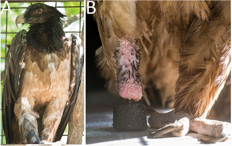 脚を失ったヒゲハゲタカが鳥類で初めて特殊な骨インプラントを直接埋め込む手法で義肢を得た「バイオニックハゲタカ」に