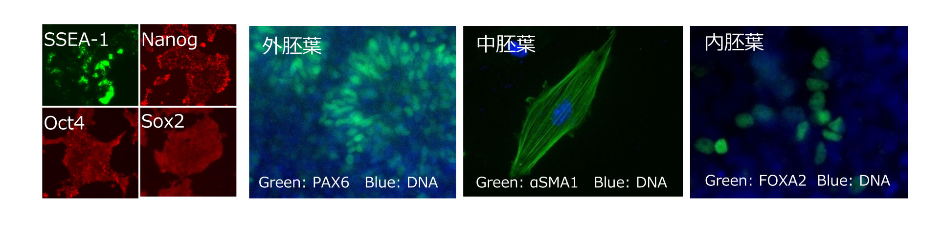 iPS細胞で犬をはじめ動物再生医療に取り組む、日本大学・慶應義塾大学発「Vetanic」が総額1.5億円を調達