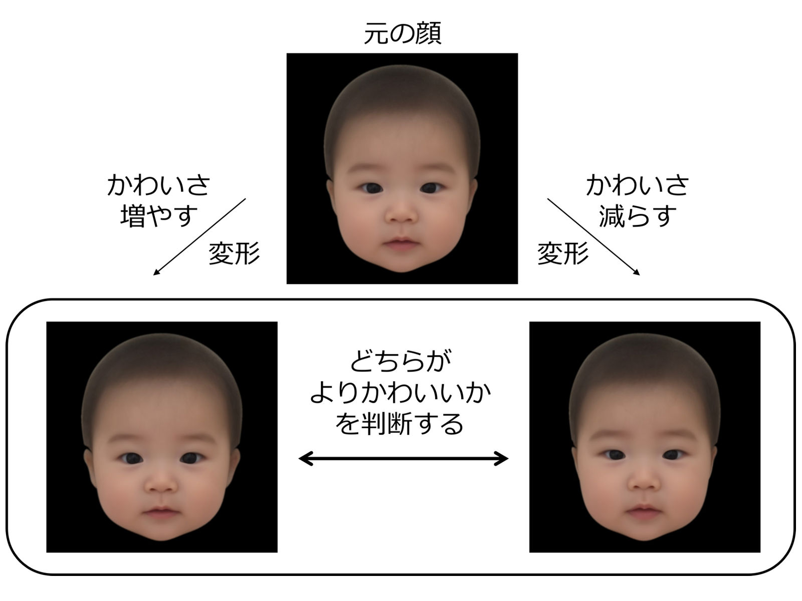 日本人の赤ちゃんの顔の「かわいさ」には客観的な特徴があった―日本版かわいい乳児顔データセット公開