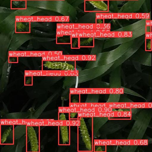 試験運用で撮影した画像から、小麦の出穂の様子を測定